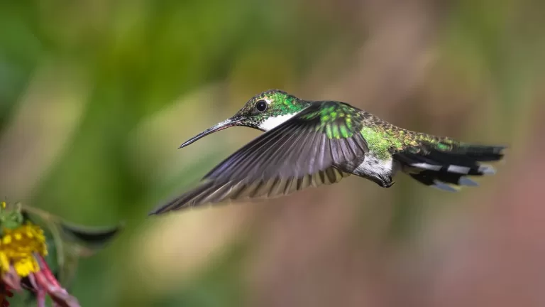 hummingbird, white throated hummingbird, wild birds-7817558.jpg